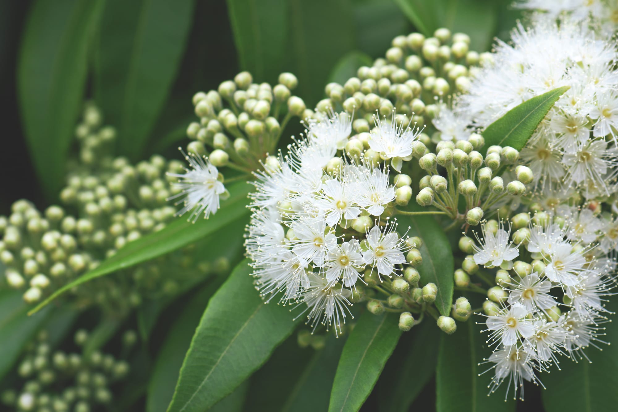 Native plants as ‘bush tucker’