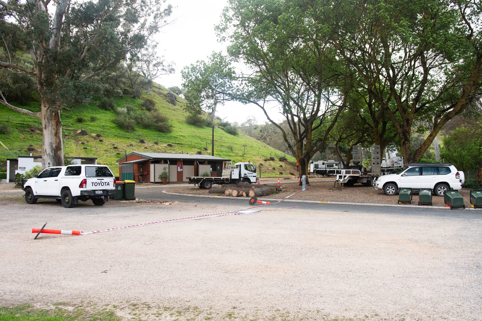 Williamstown Caravan Park pine tree removal