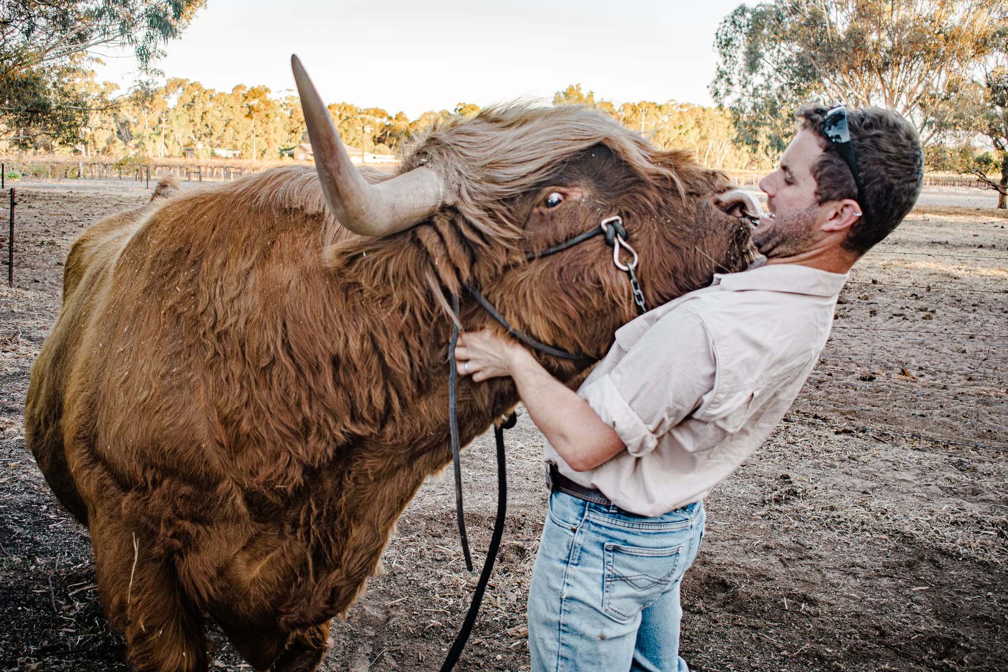 Moo-velous event returns to Mount Pleasant