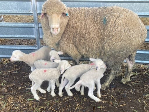 Ewe-reka! Marrabel farmer welcomes six lambs