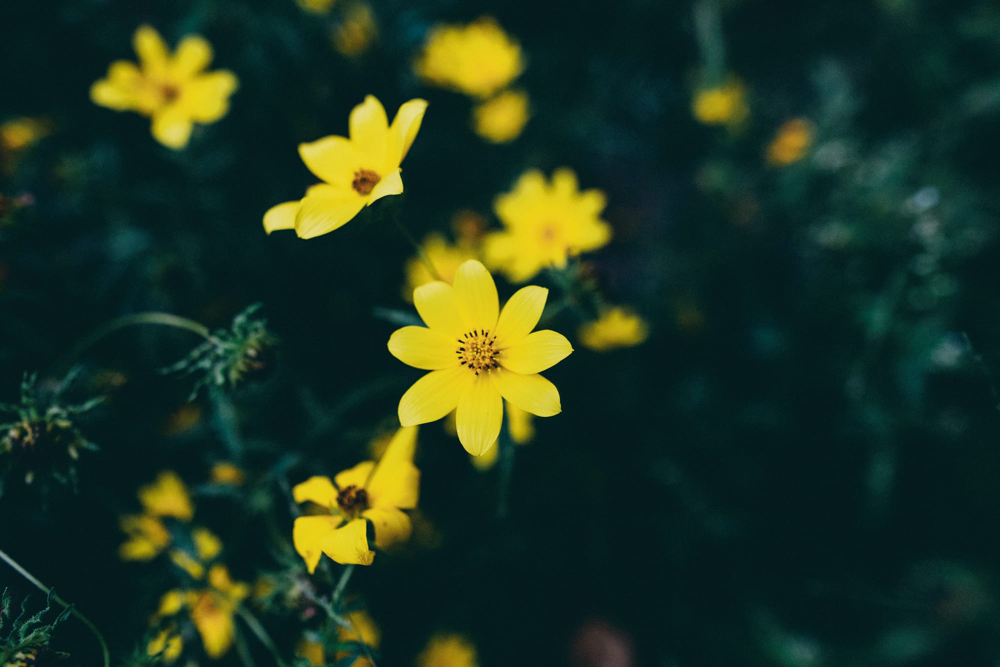 November in the garden...