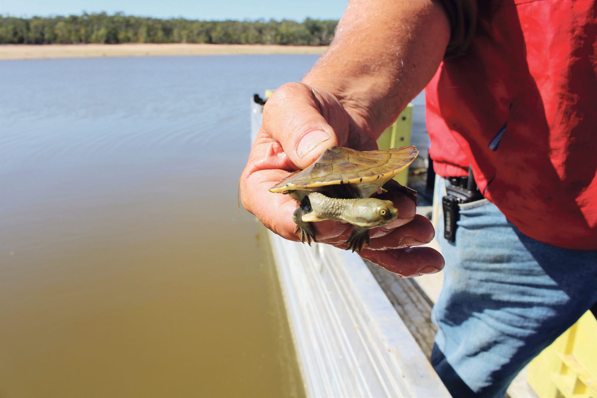 Turtles relocated to South Para Reservoir