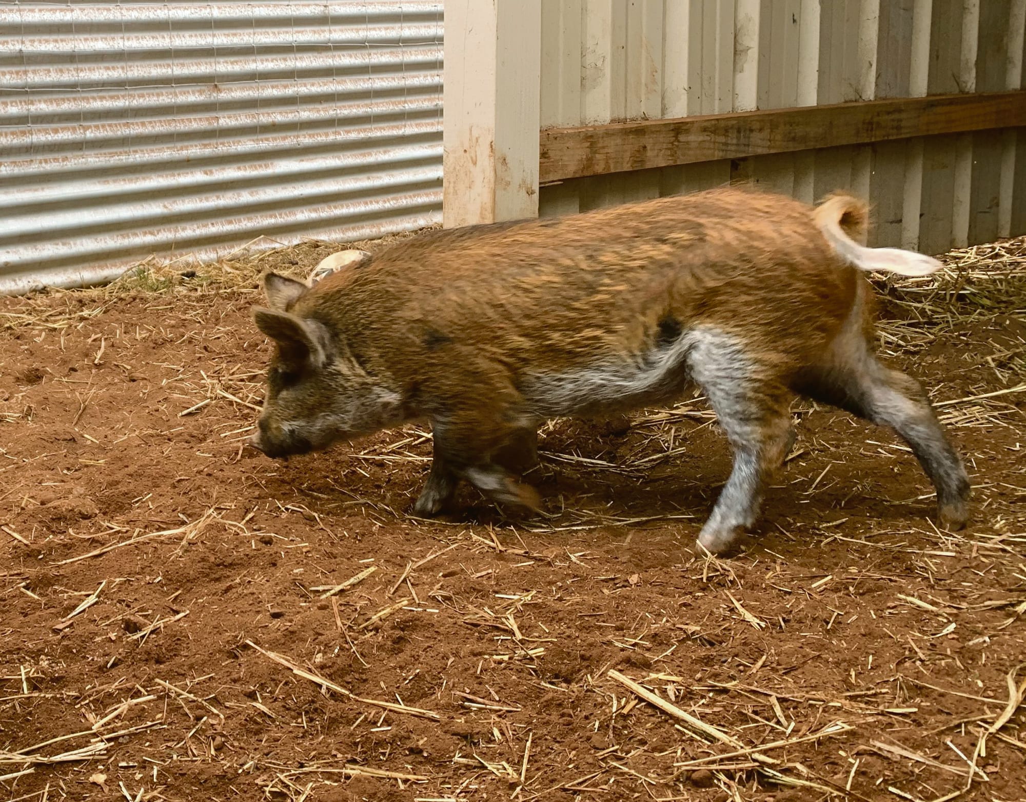 The case of the adventurous red pig