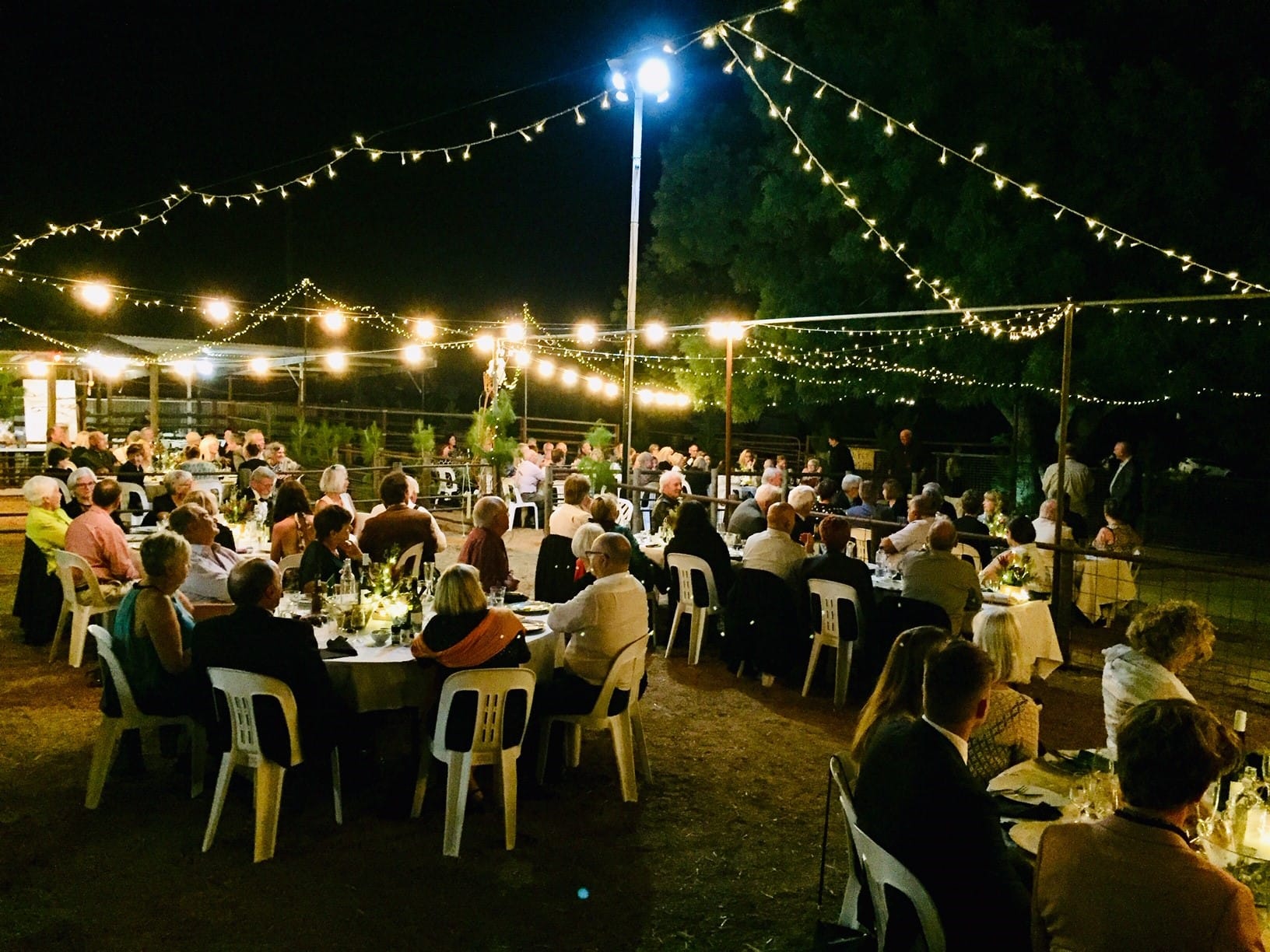 A spectacular night in the forest