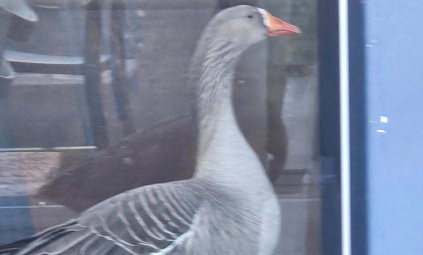 Goose on the loose at Gawler Green