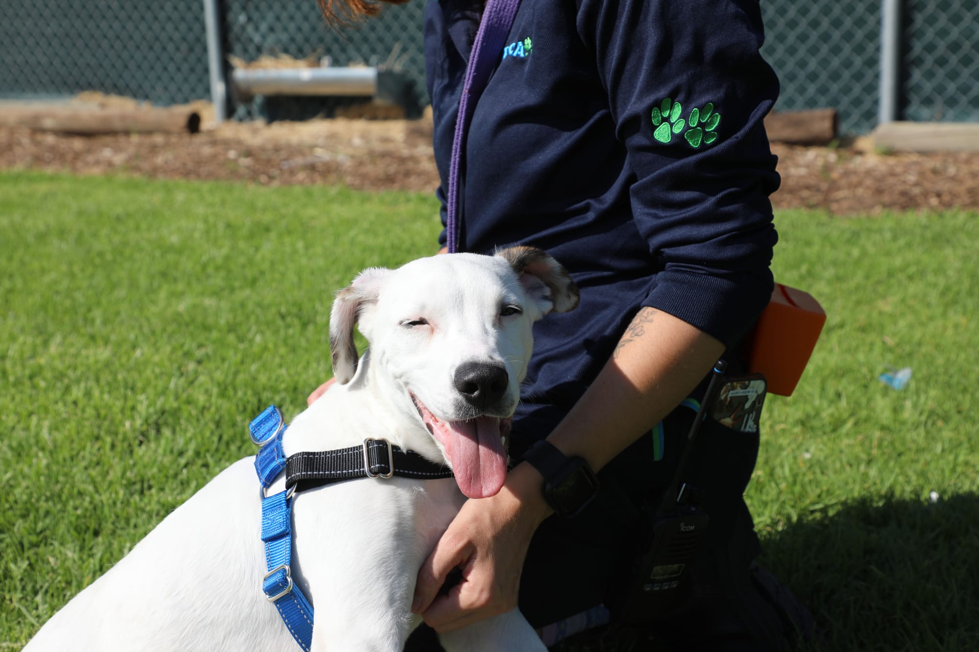 Canines at capacity at RSPCA SA prompts adoption drive