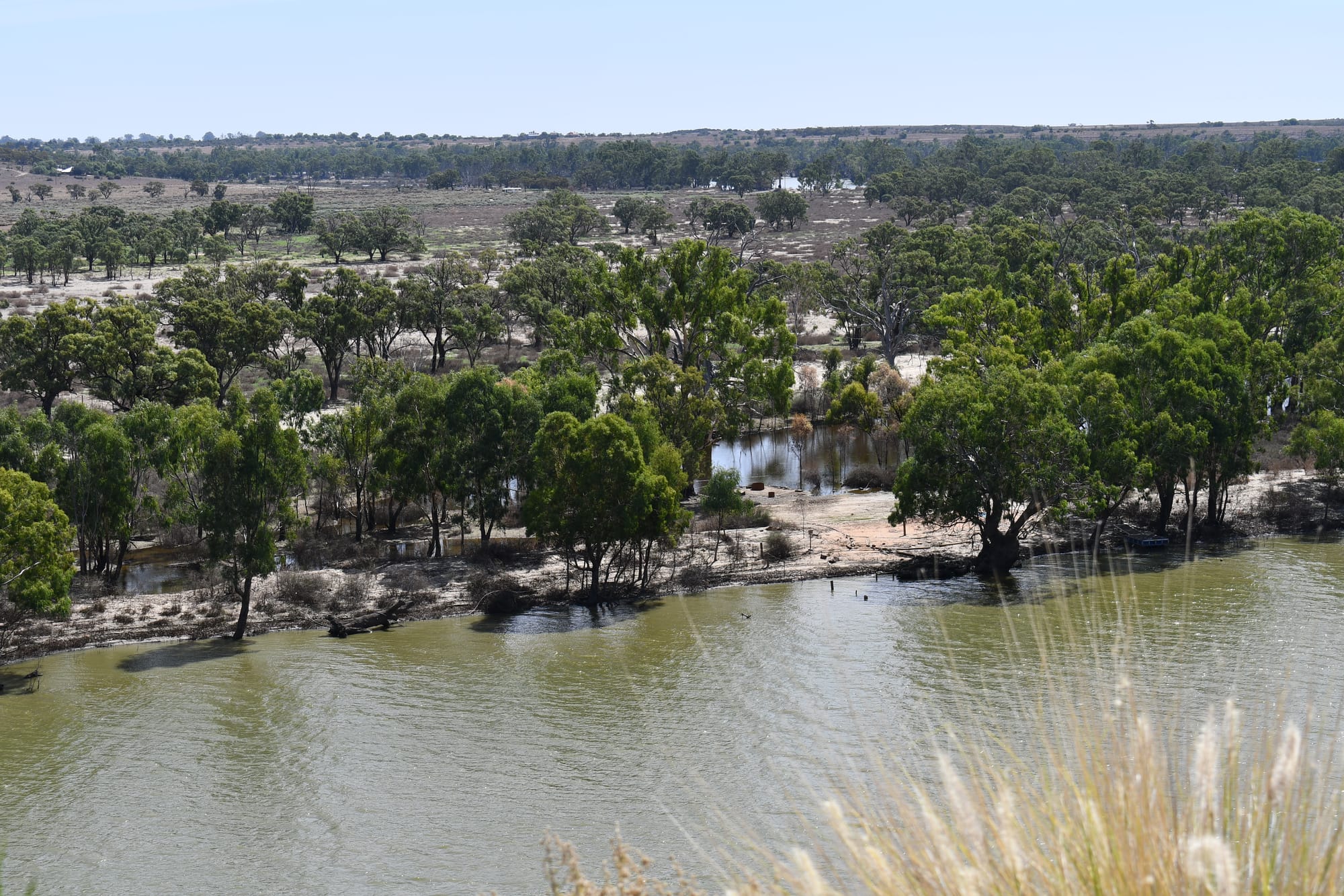 Vigilance needed to stop the spread of fruit flies