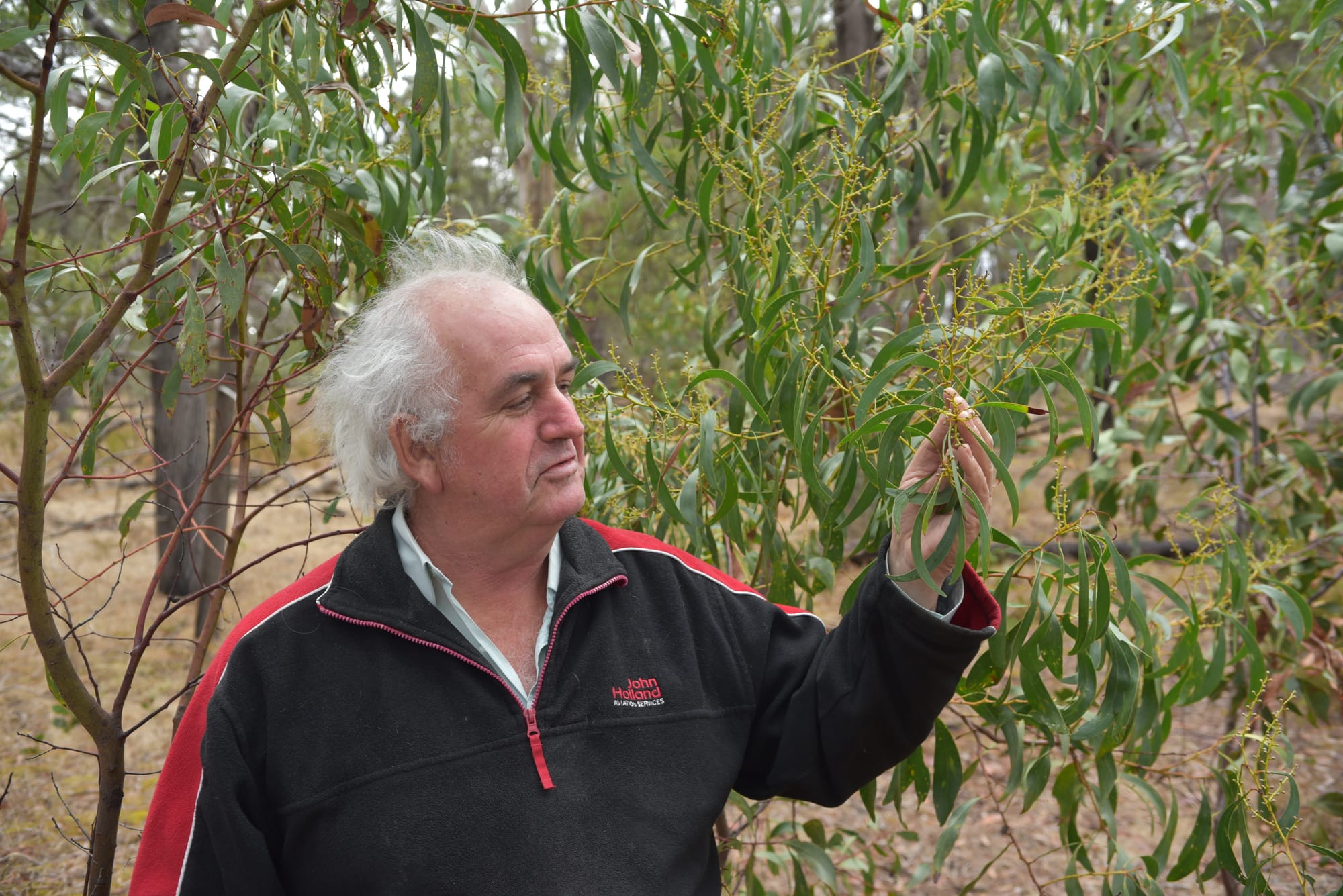 Light Council greening the region