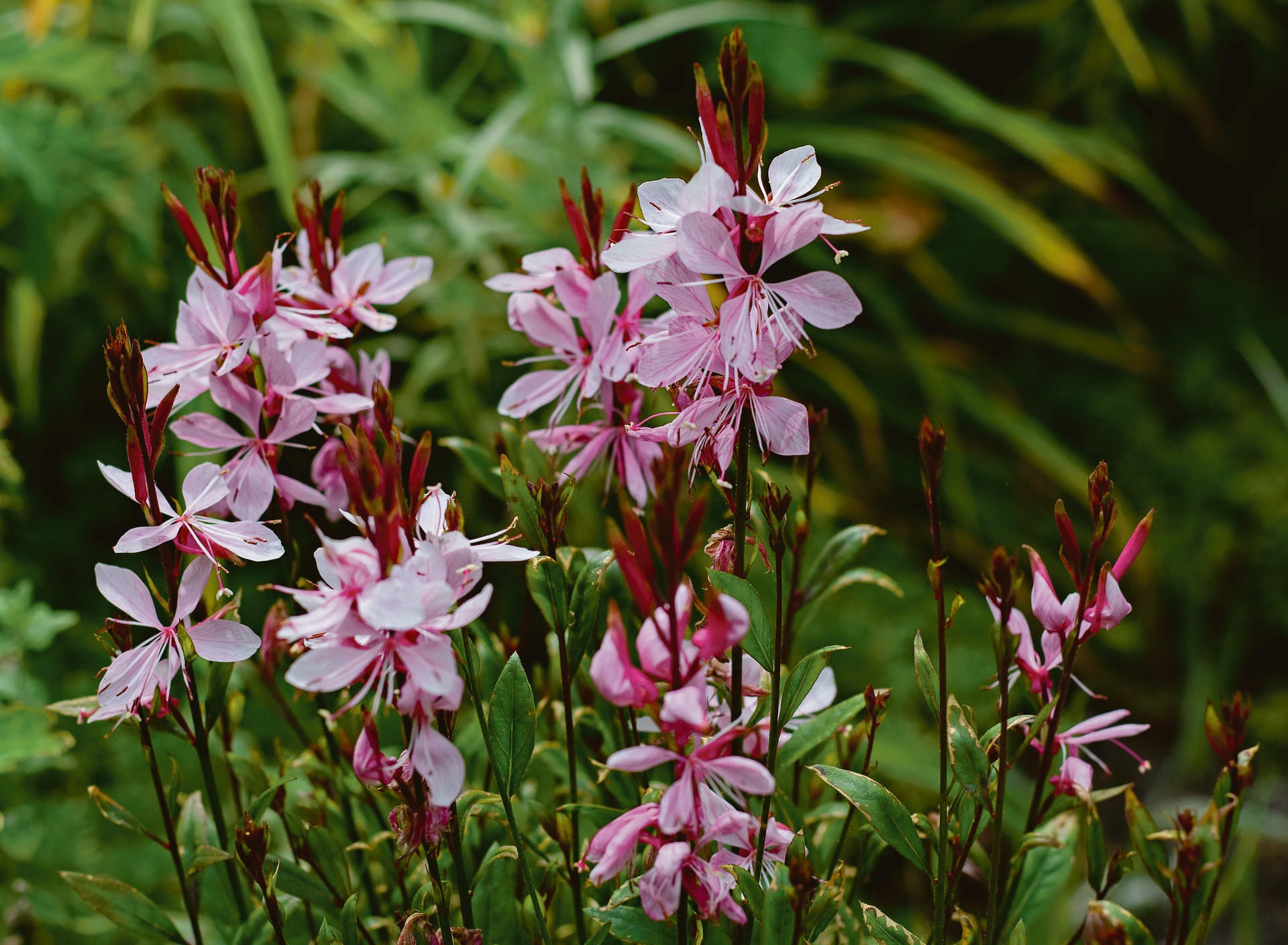 February in the garden…