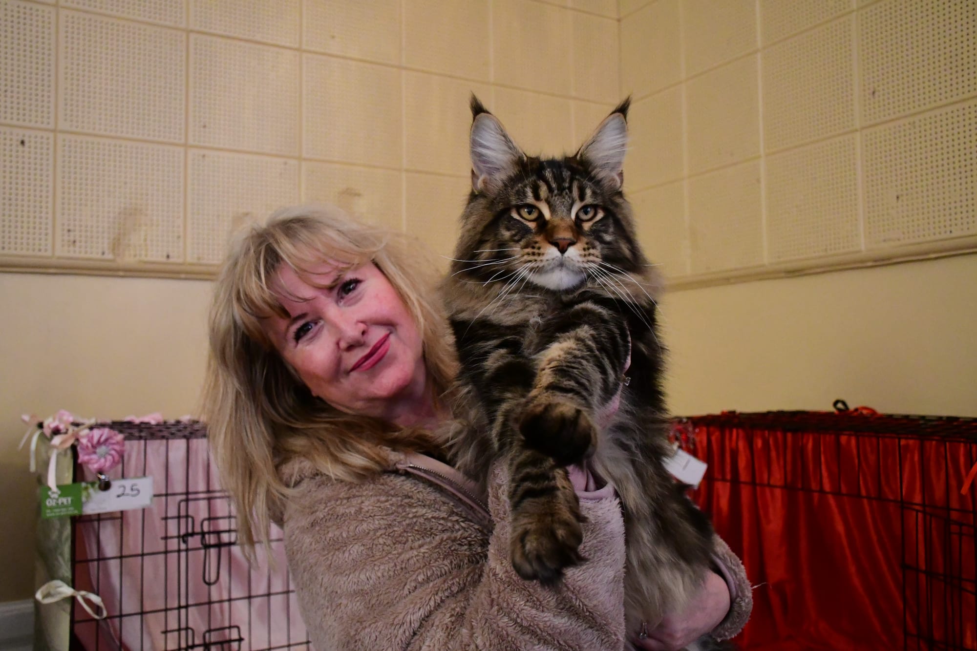 Cat-tastic cat show comes to Angaston