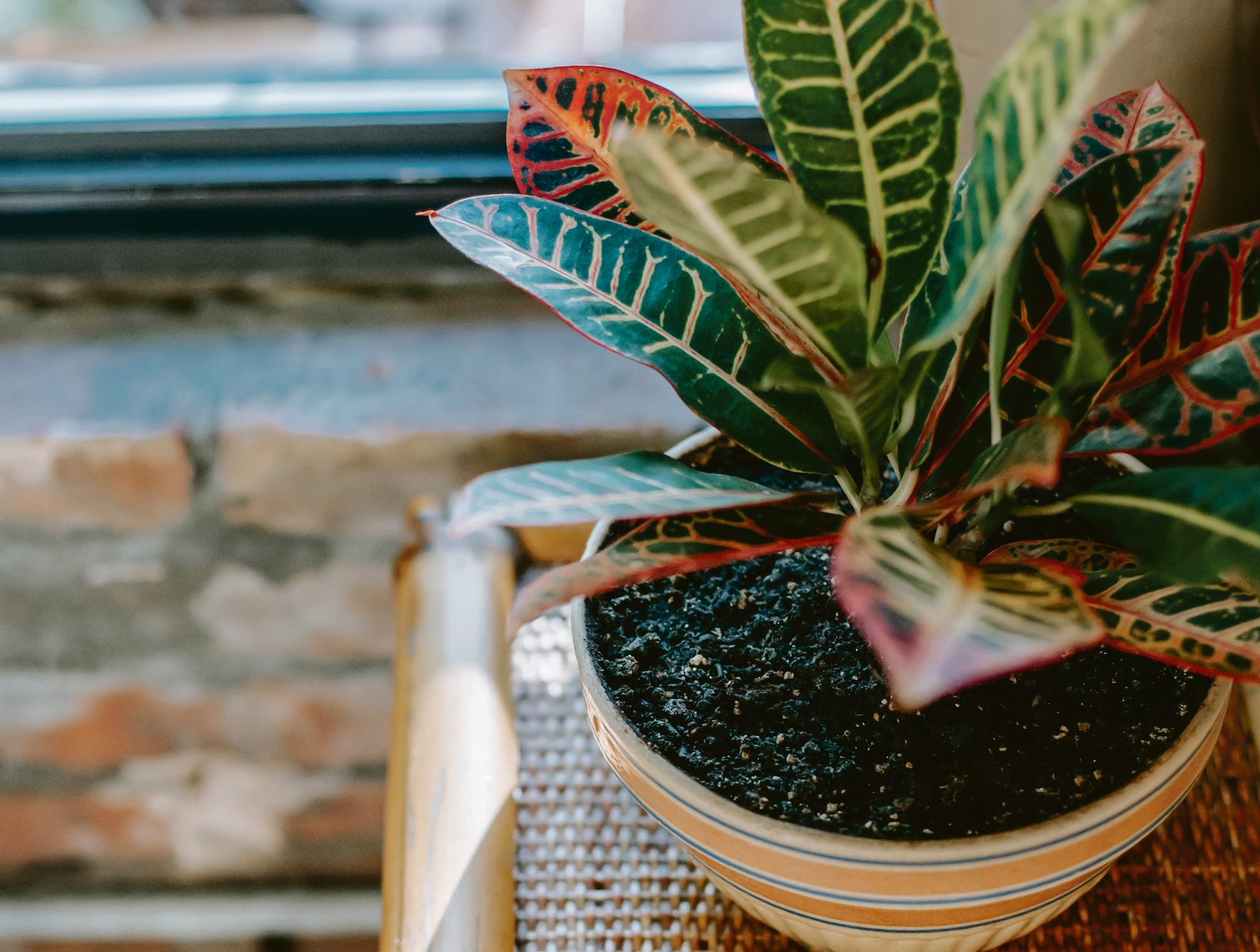 August in the garden