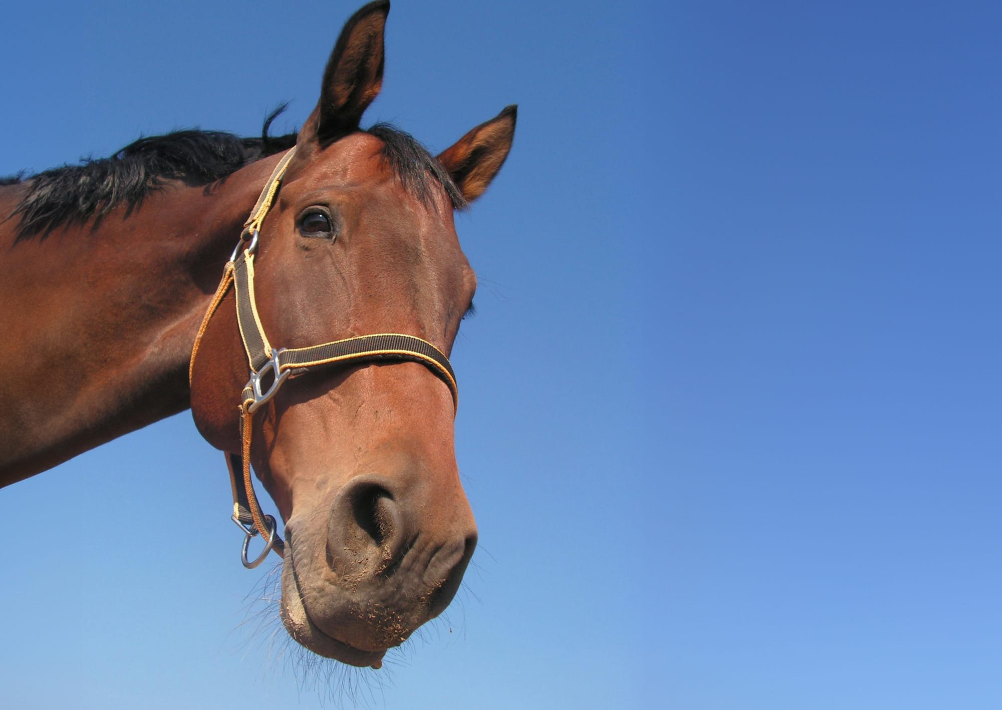 Giddy up! Horses returning to Tanunda Show