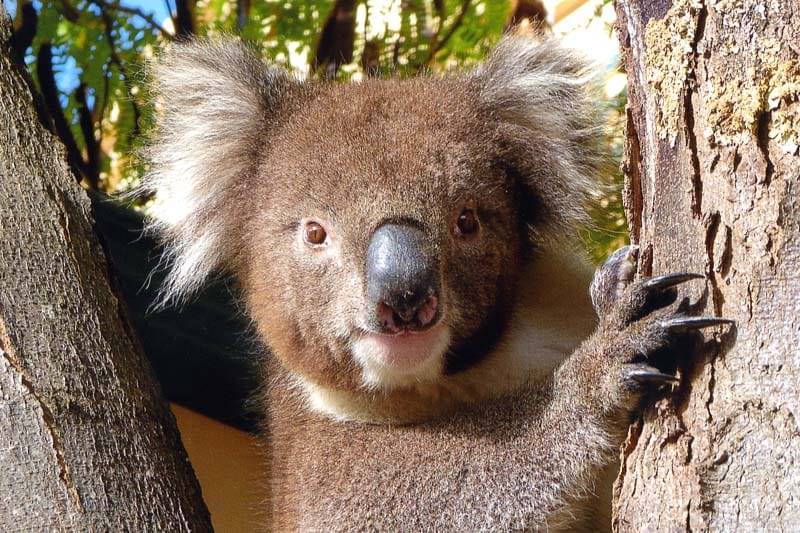 Koala capers in Nuriootpa