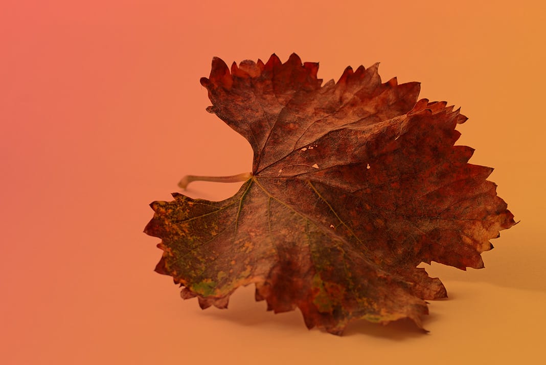 We are all in this together; An open letter from Barossa Tourism