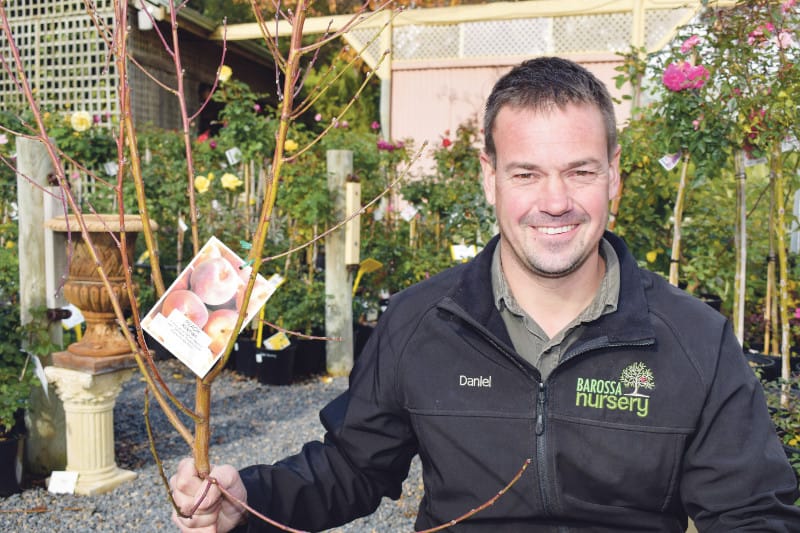 Barossa Nursery answers the call for unique Kirkman peach