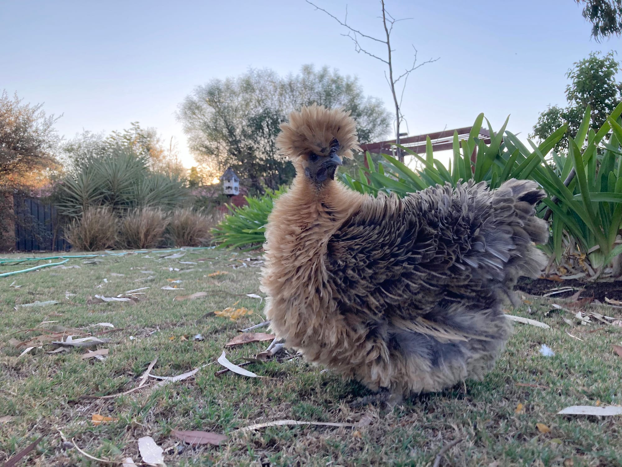 Speckles in the running for Australia’s Next Top Chicken crown