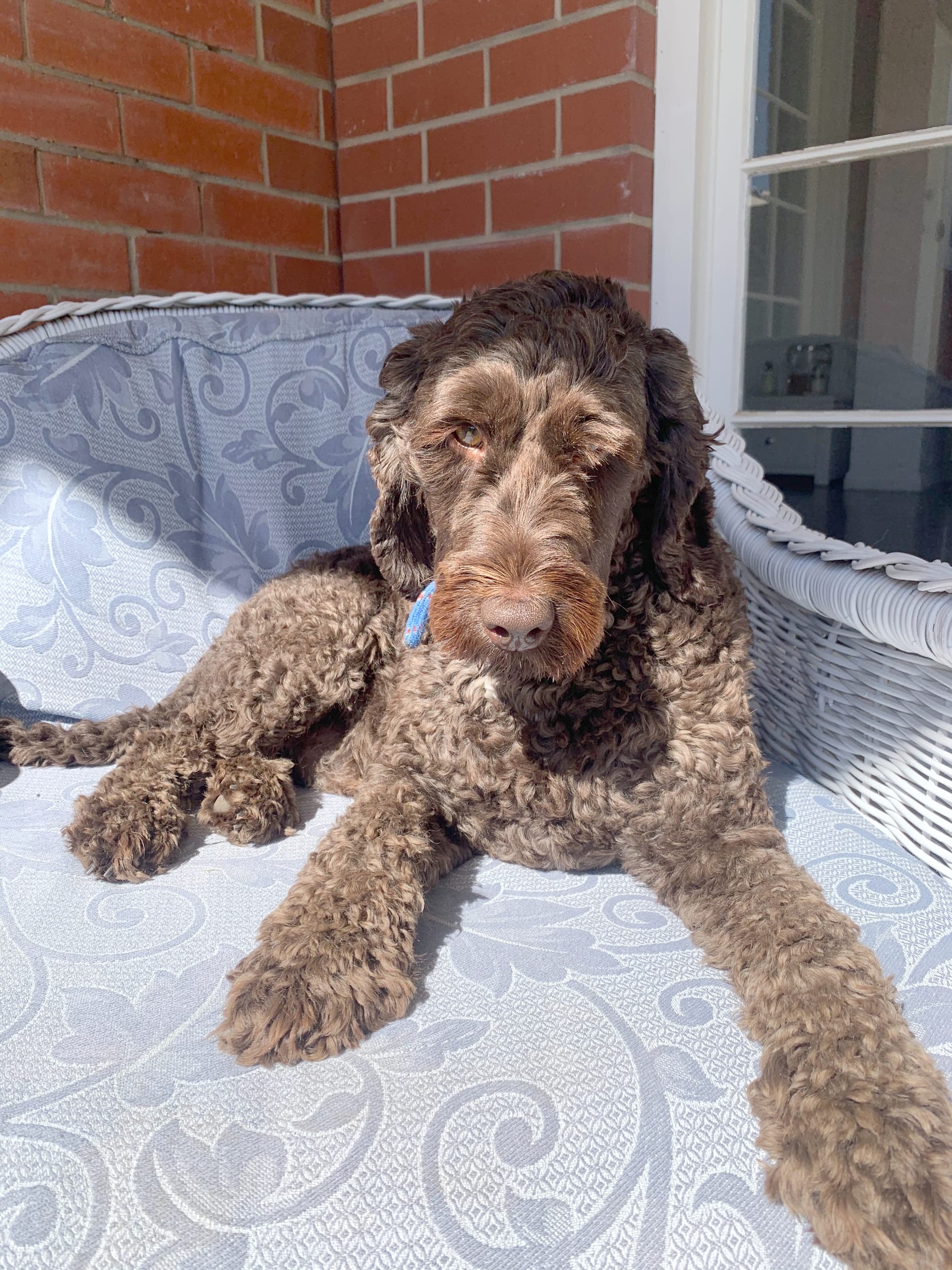 What’s really in your pet’s food?