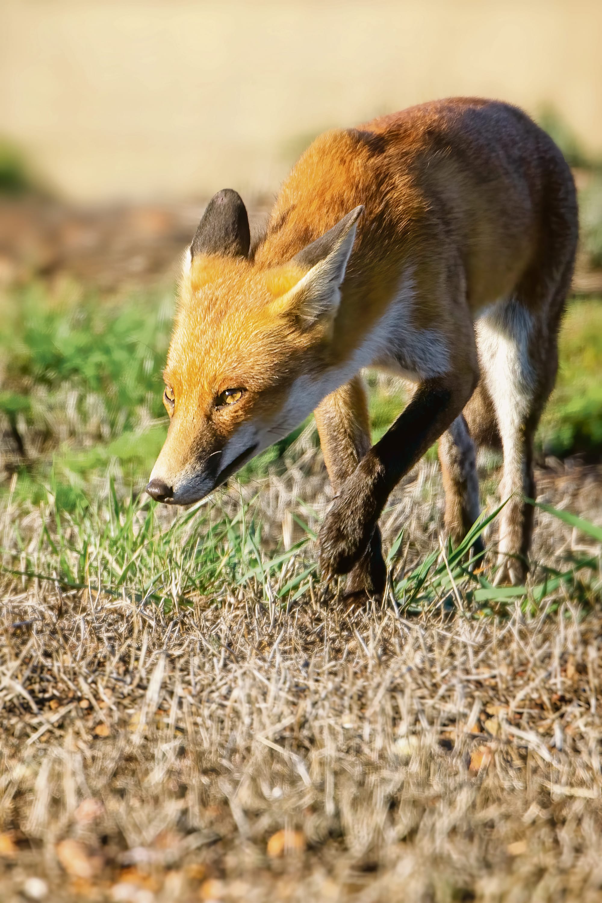 Outwit, outplay, outfox