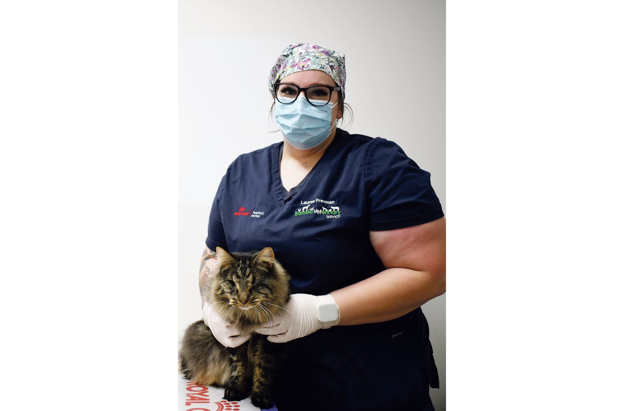 Vet warns: Spring nights cause cat fights