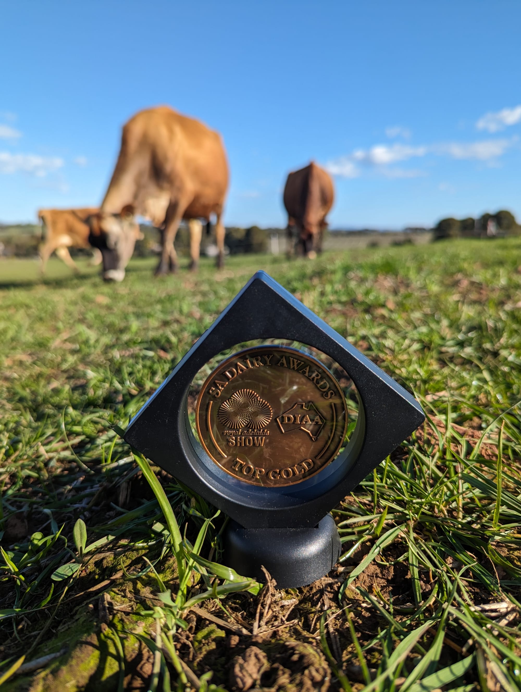 Jersey Fresh wins three medals at Australian Dairy Awards