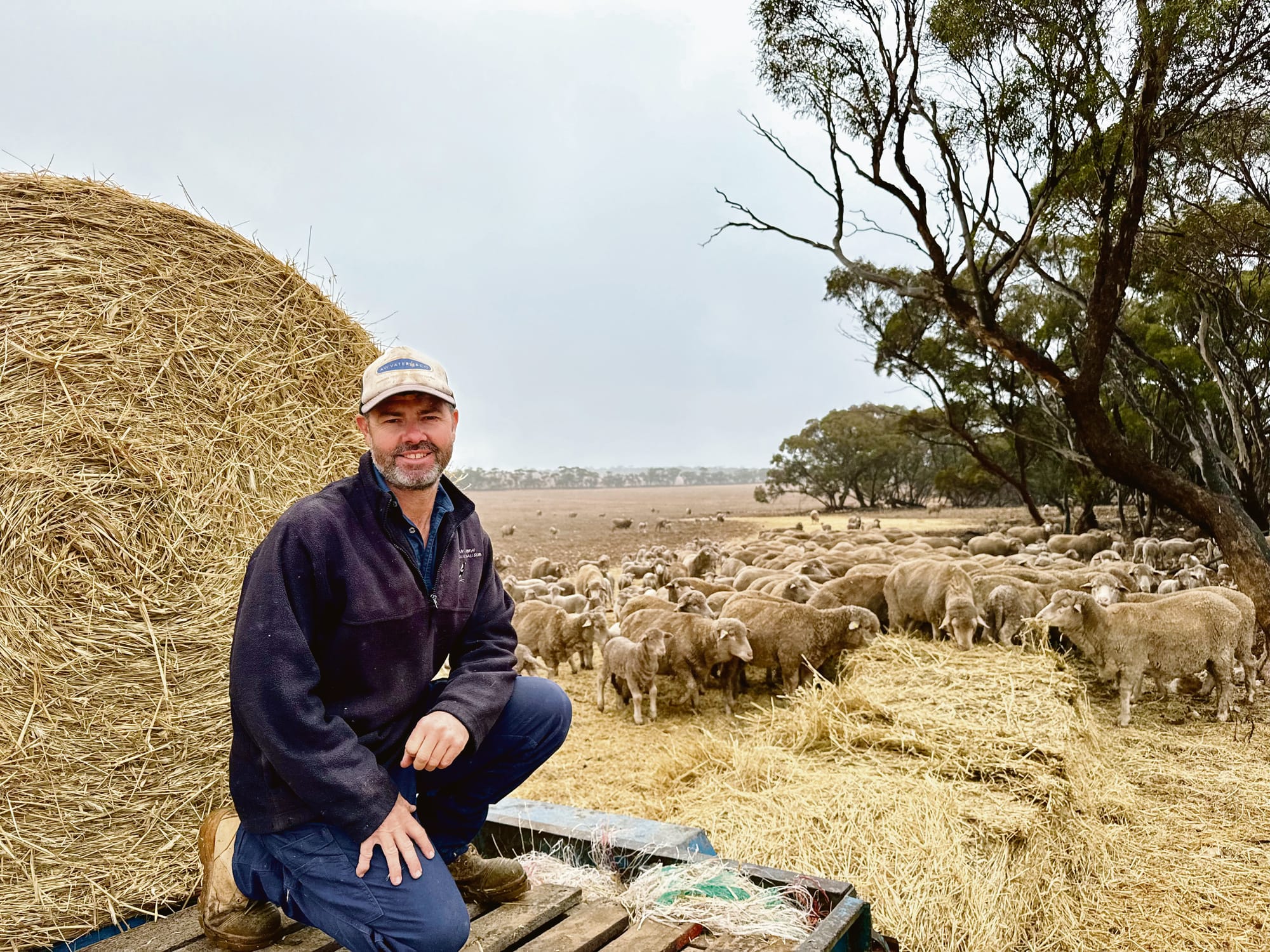 Farmer in focus - Shawn Klose, sheep and cropping, Marne Valley Estate, Cambrai