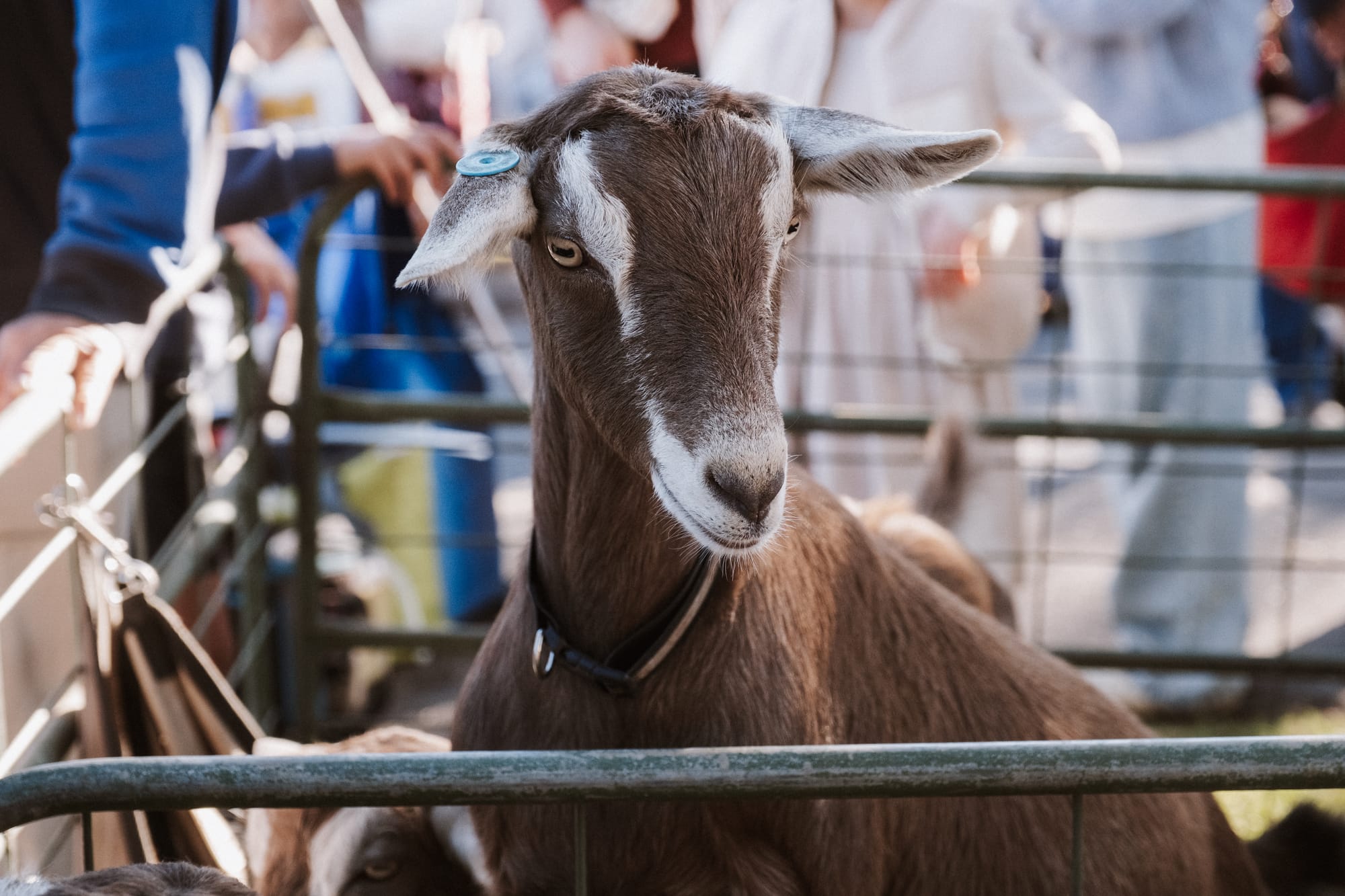 What would Ziegenmarkt be without a goat?
