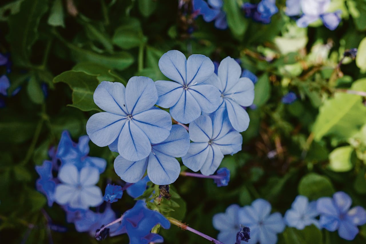 Gardening in January