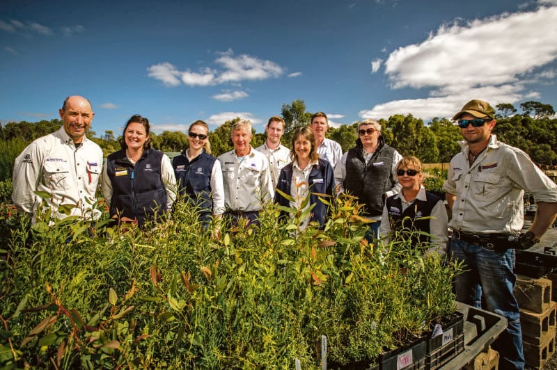 Pinery regreening continues