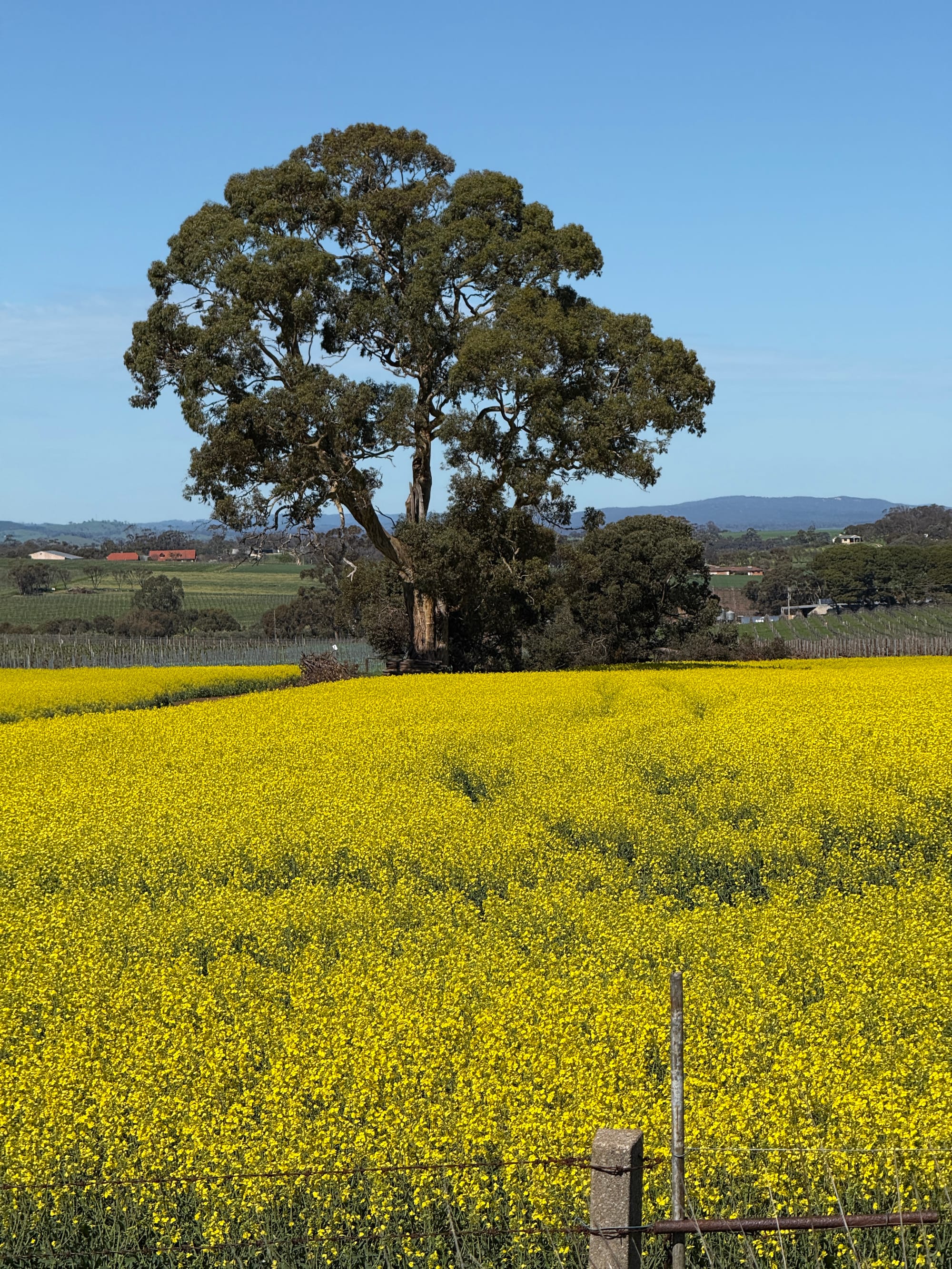 Best enjoyed from a distance