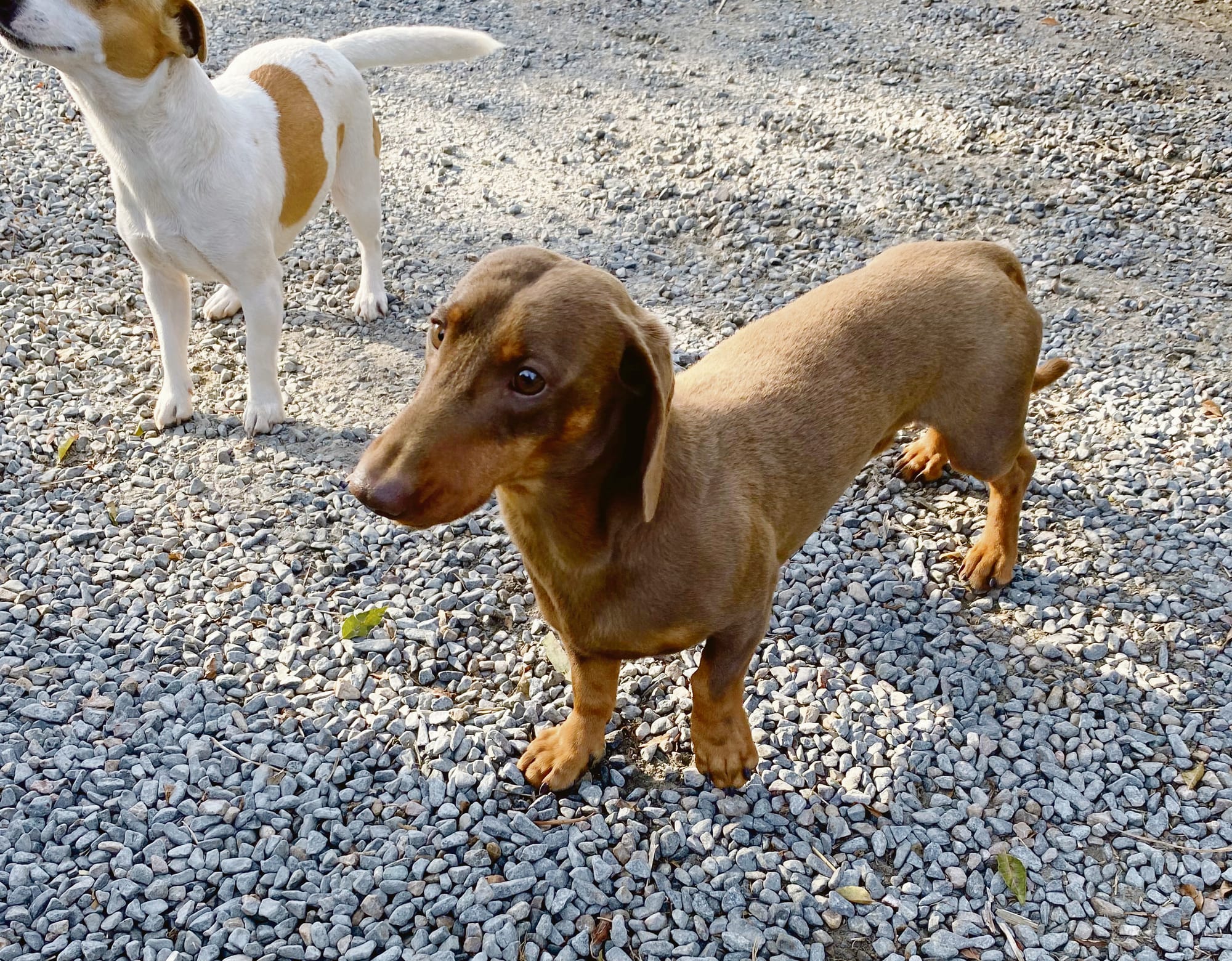 Dog’s sure clocked some "Milo"s: Beloved dachshund found after more than five months on the run