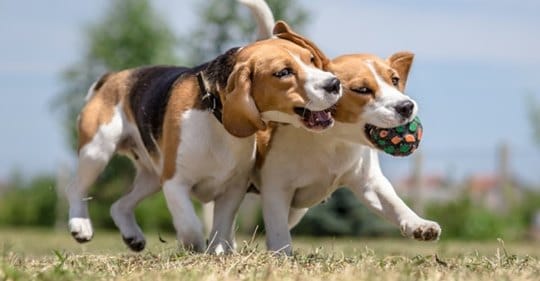 Council reverses dog park location decision