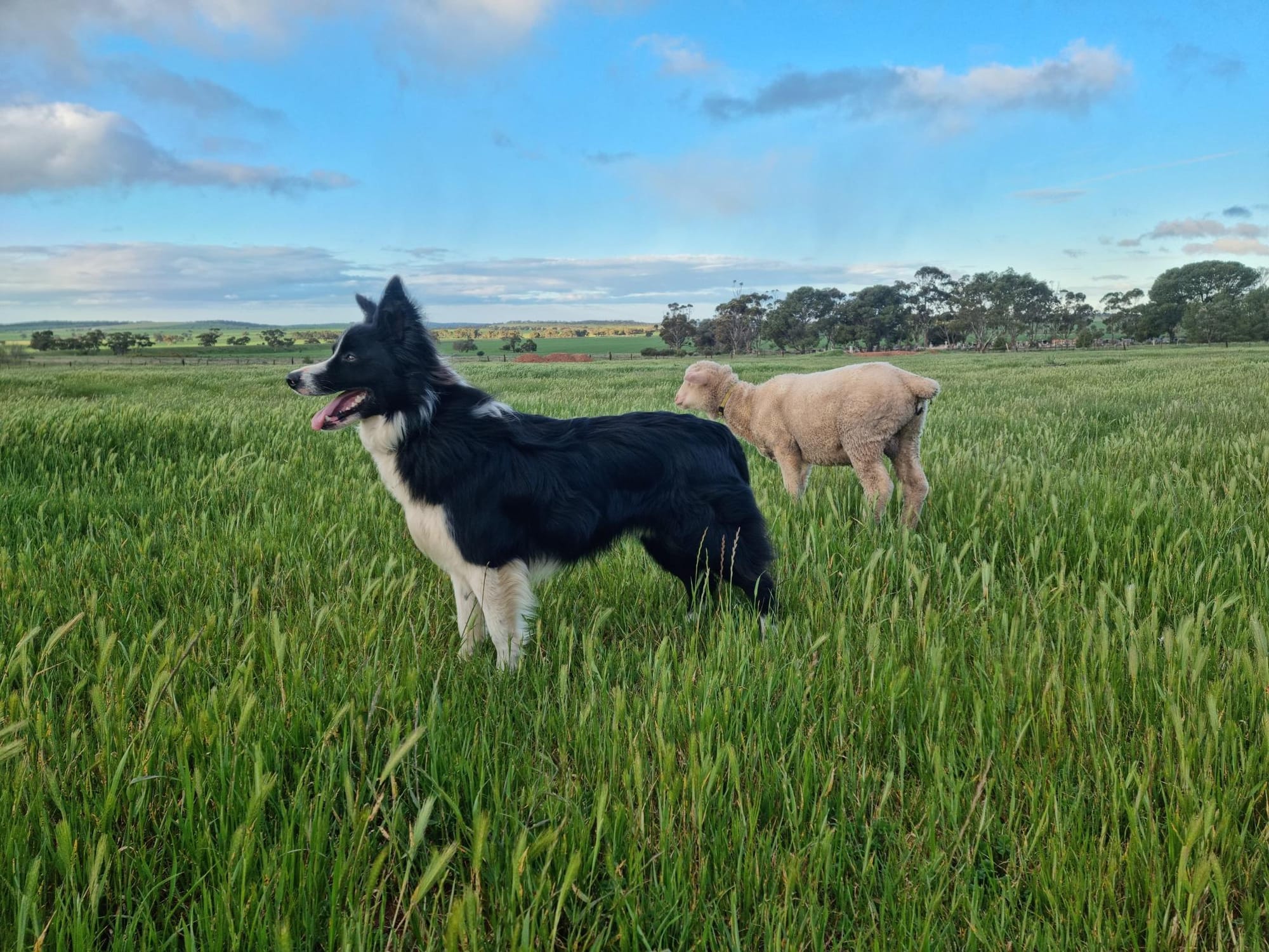 Muster Dogs of Barossa