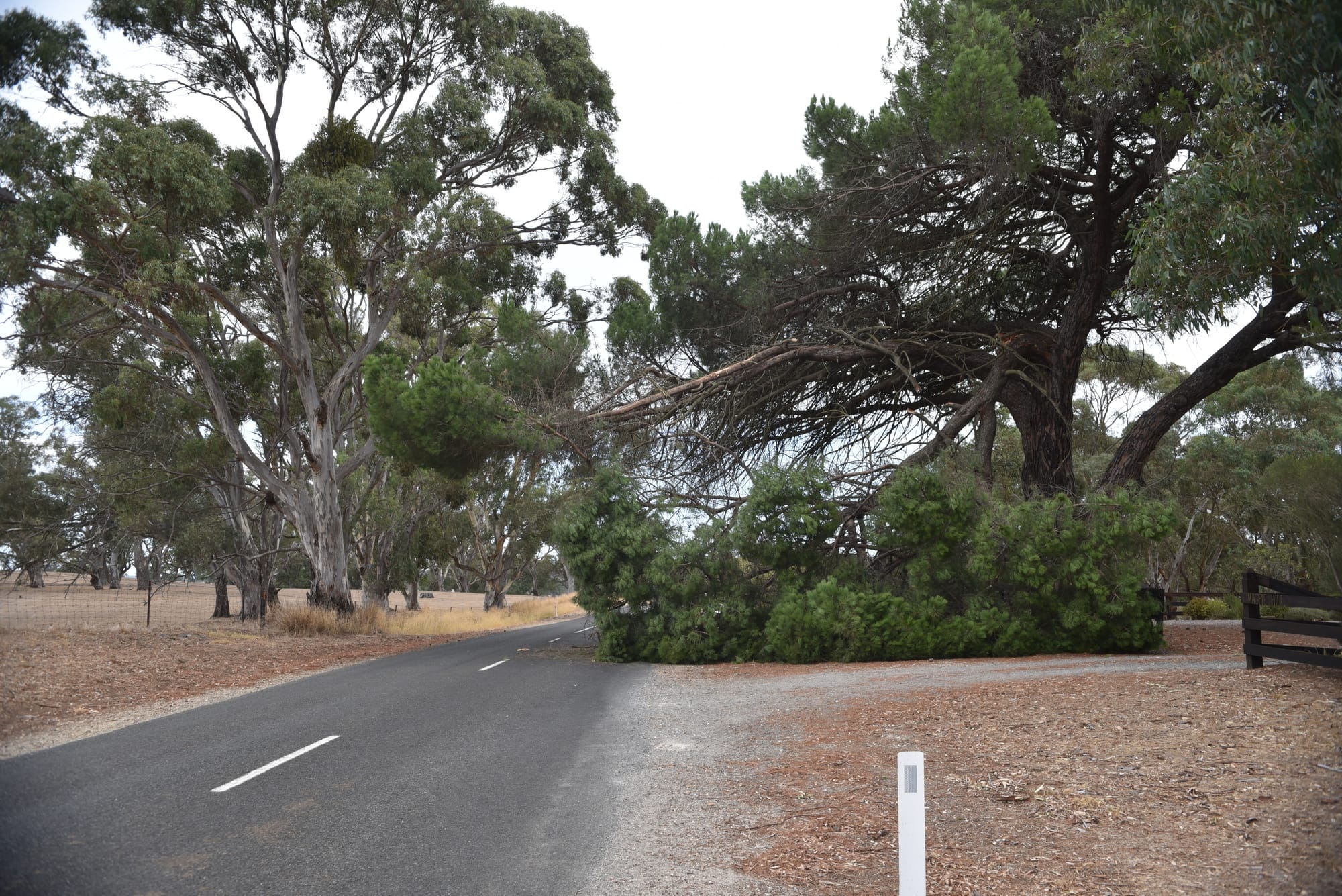 Tree down on Flaxmans Valley Road
