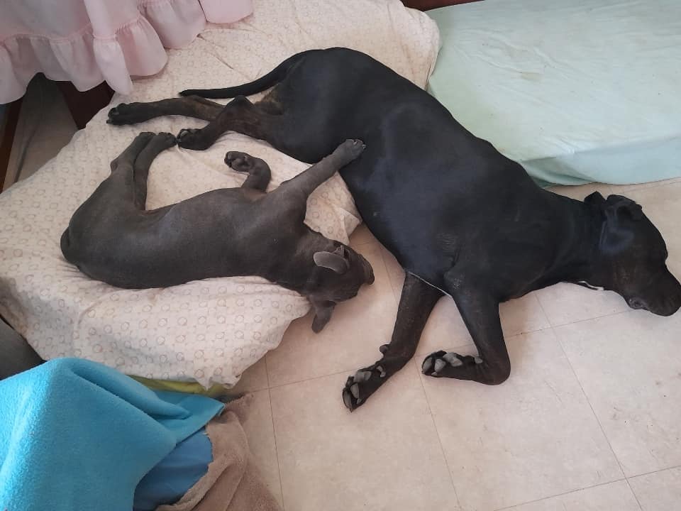 Family seeks community help over puppy