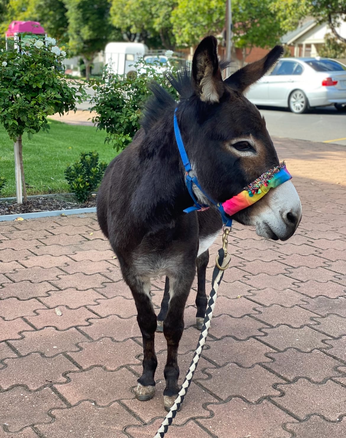 Daisy the Donkey crowned ‘Ass on the Grass’
