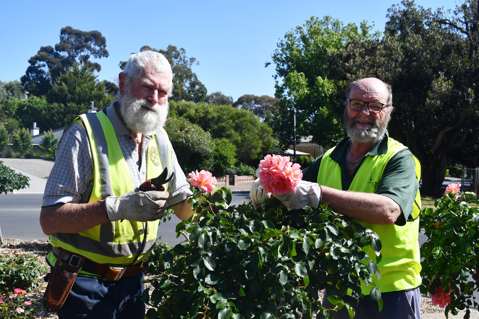 Bloomin’ lovely roses flourish around the Barossa