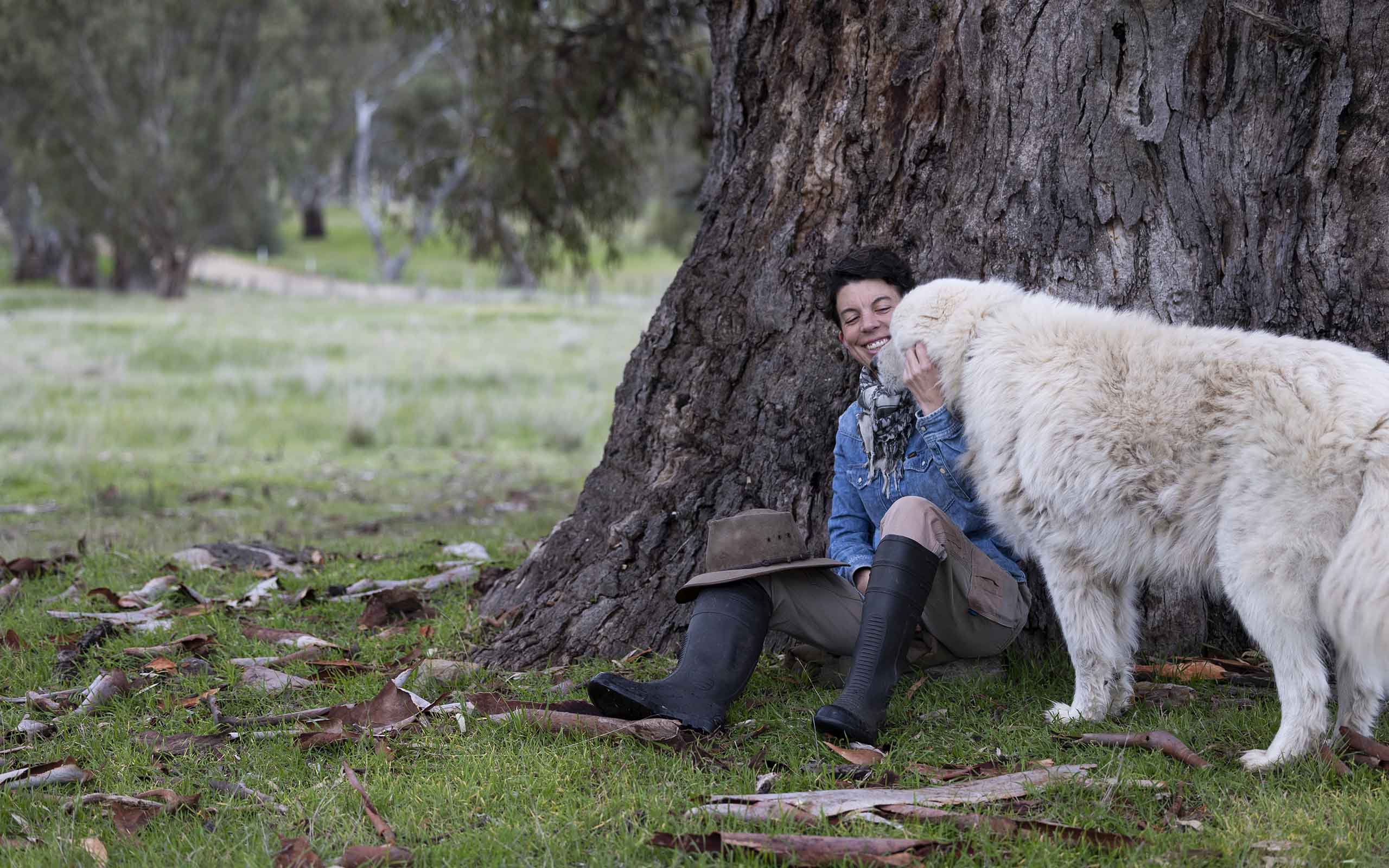 For the love of the flock