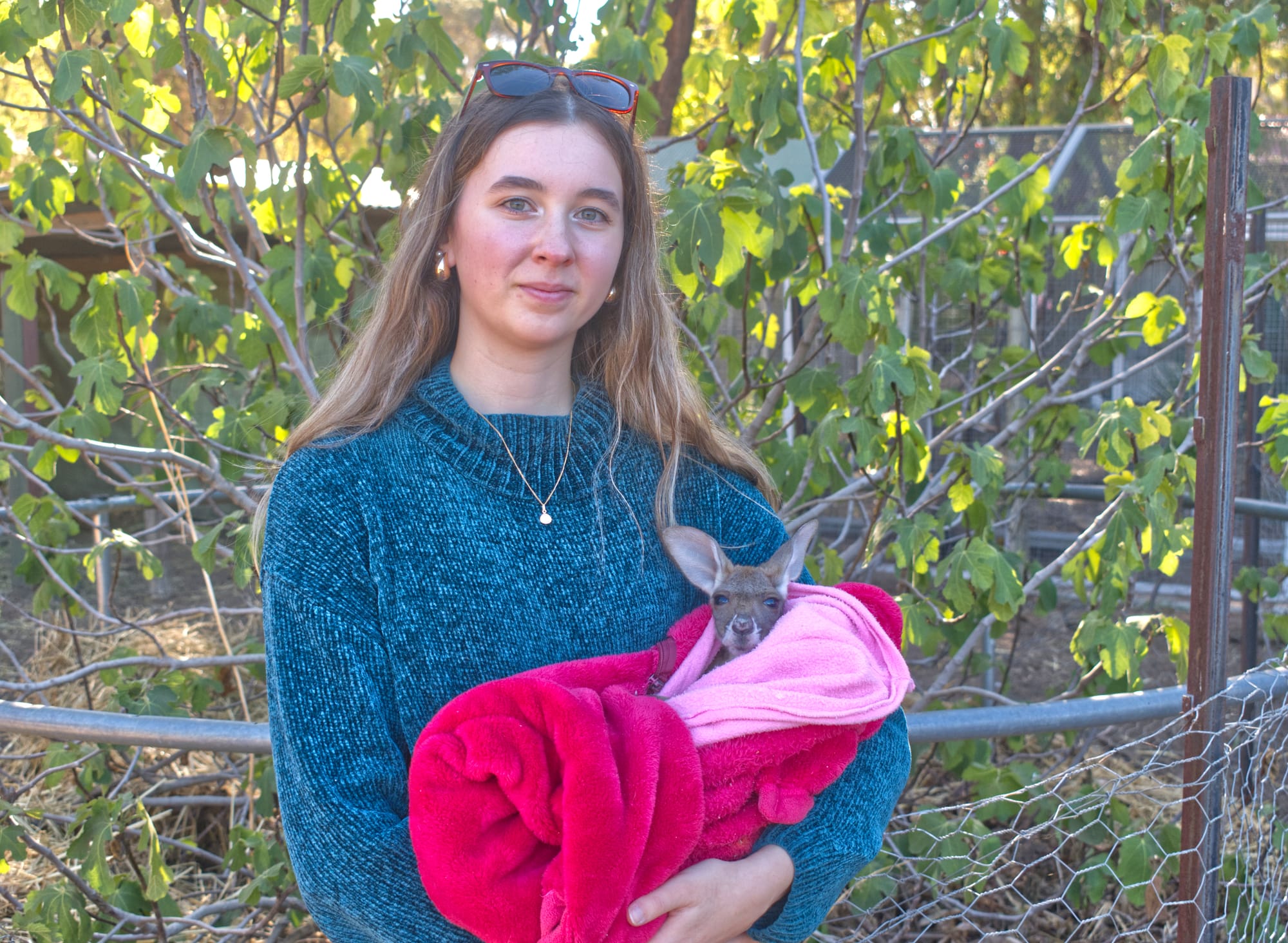 Wildlife rescue numbers up