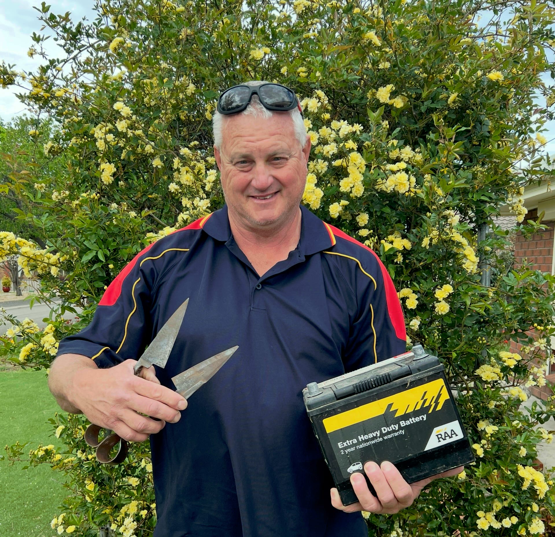 Battery Muster for Angaston Show shearing