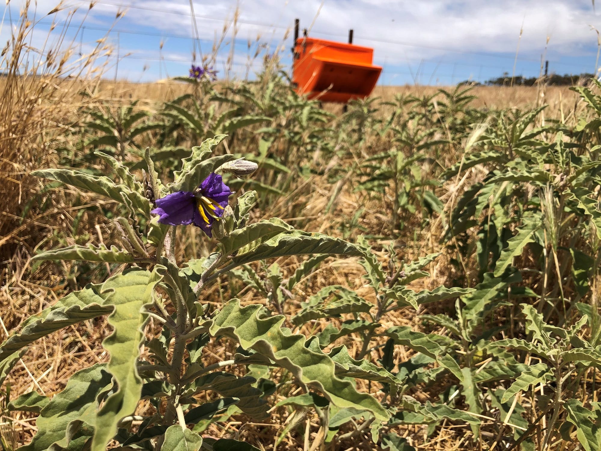 Stop silverleaf nightshade creep