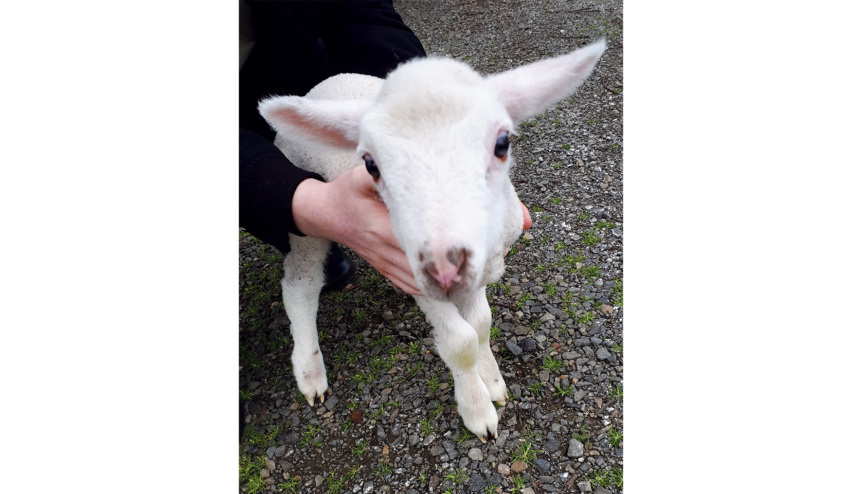 Second chance for Shaun the sheep