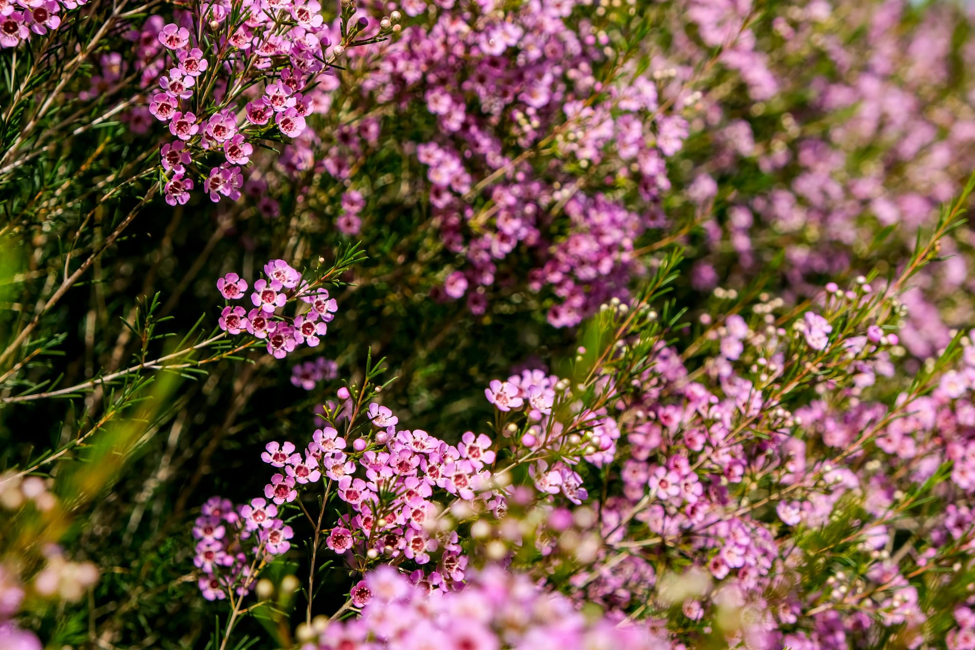 August in the garden