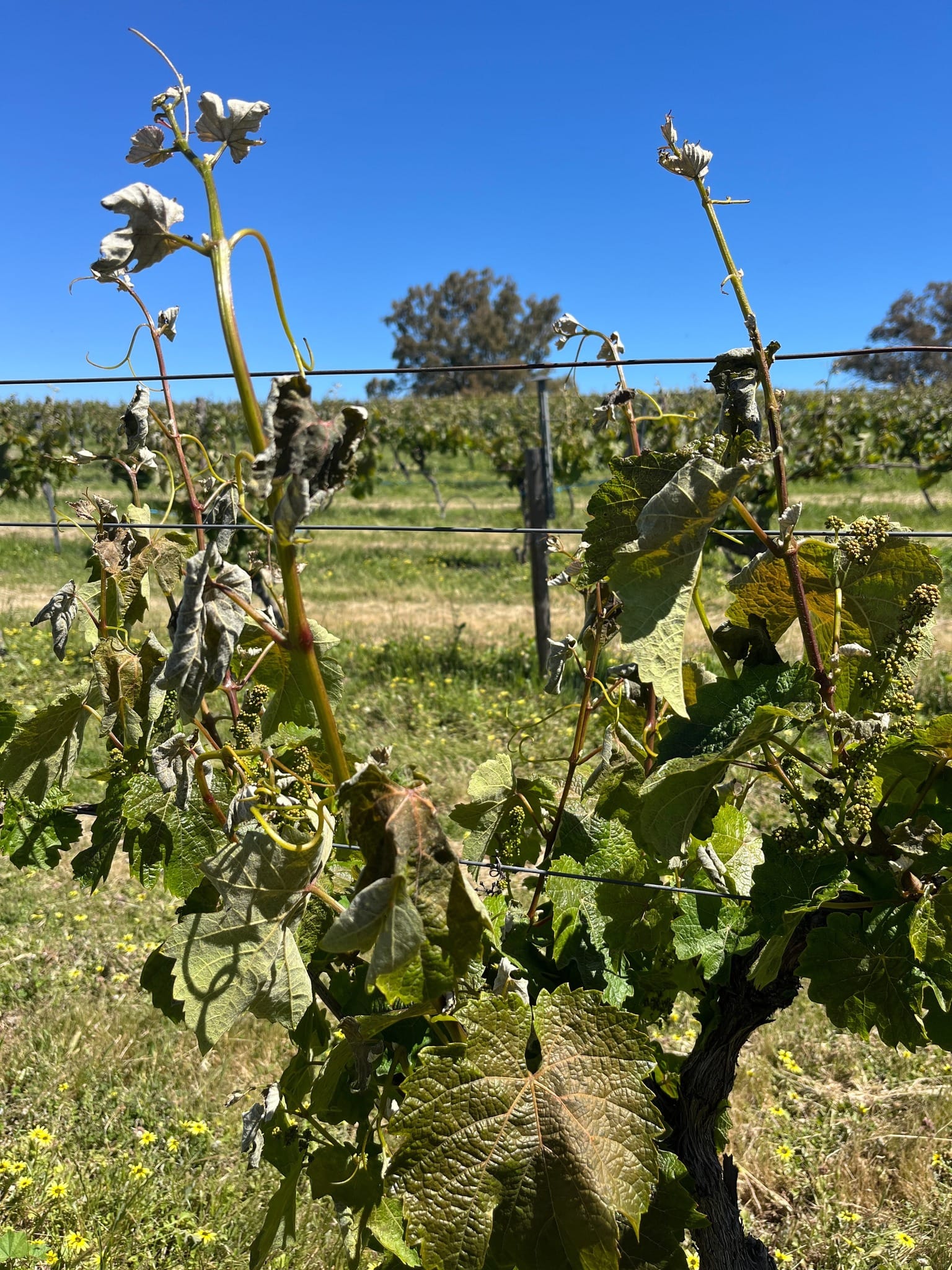 Frost causes damage at Eden Valley