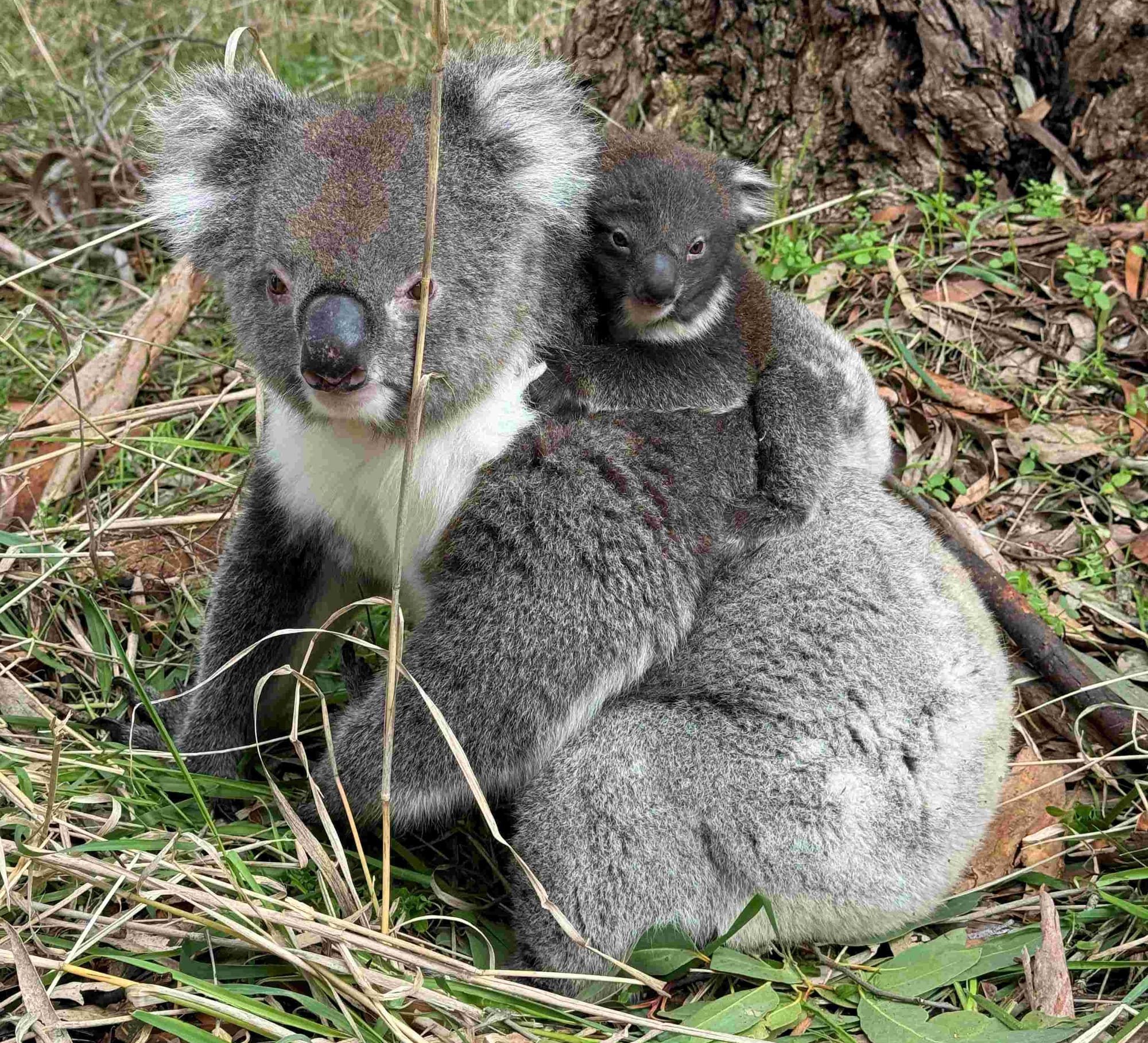 Community called on to help count koalas