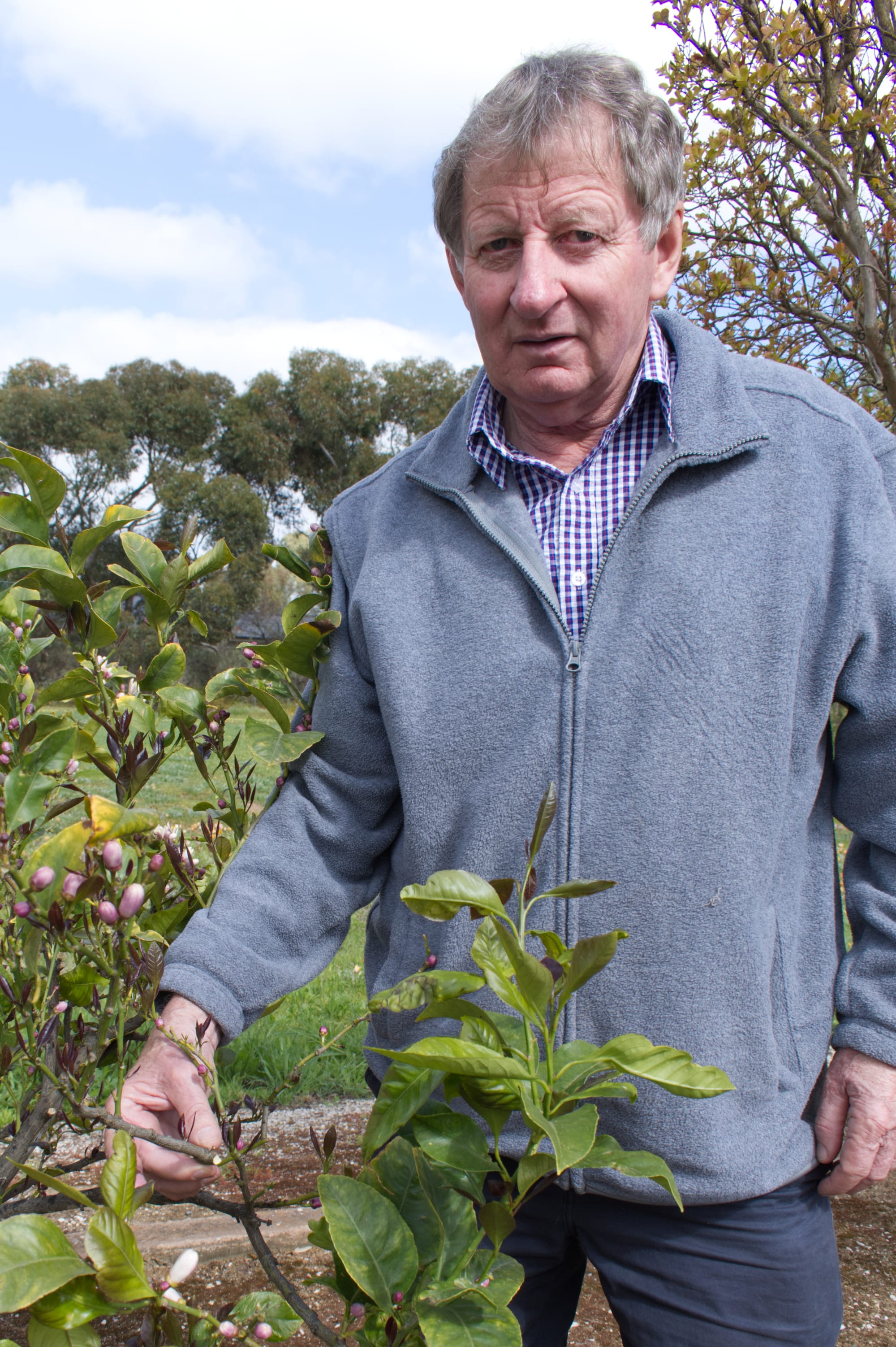 Lemon theft leaves sour taste