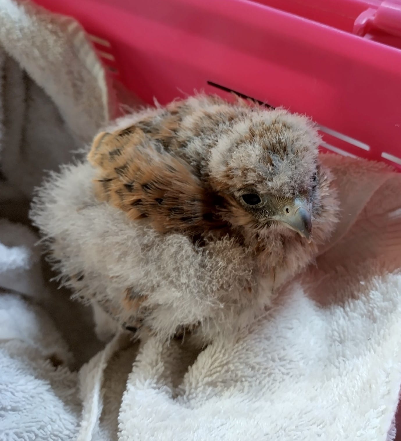 BWR rescue of the week