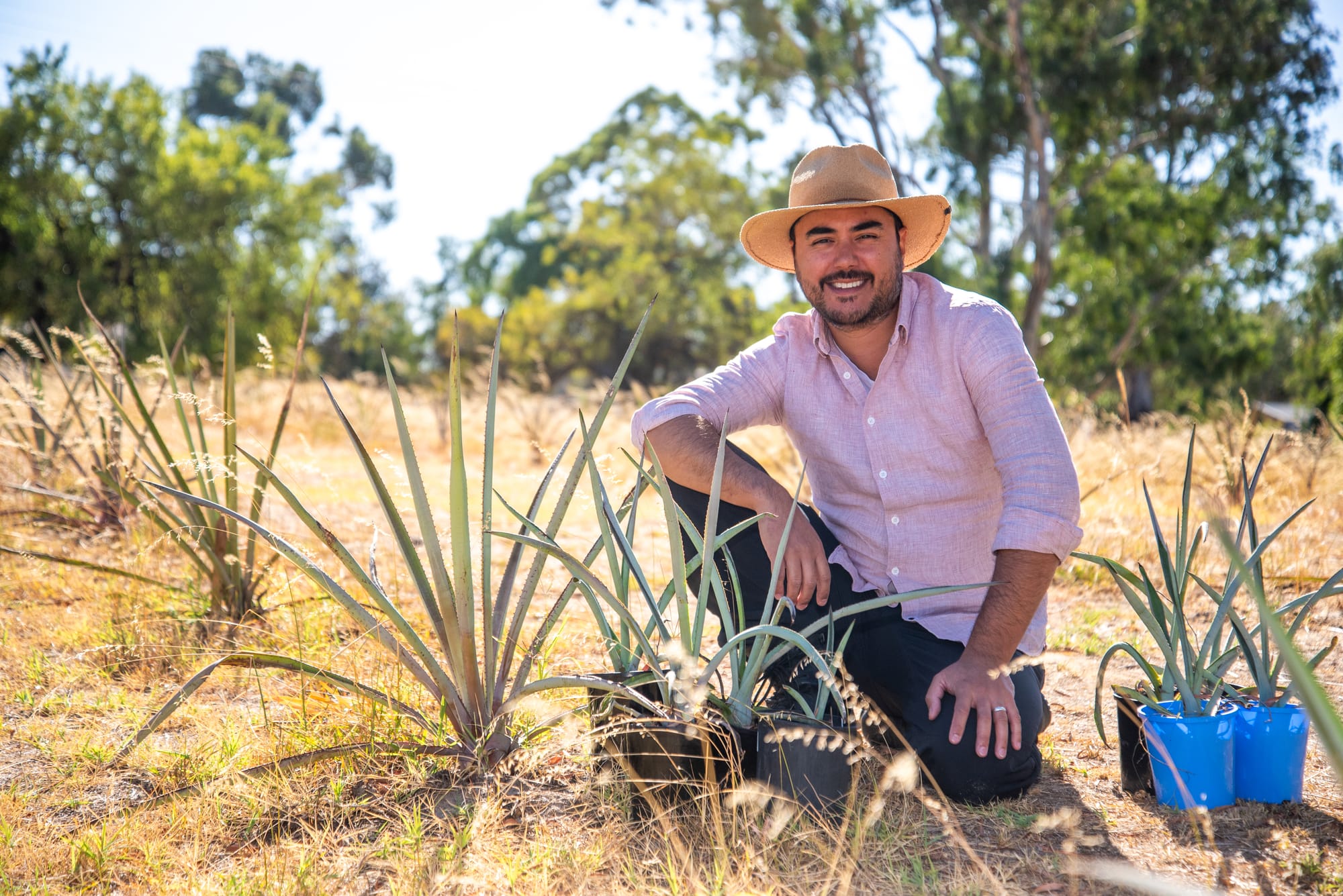 Distilling a new crop