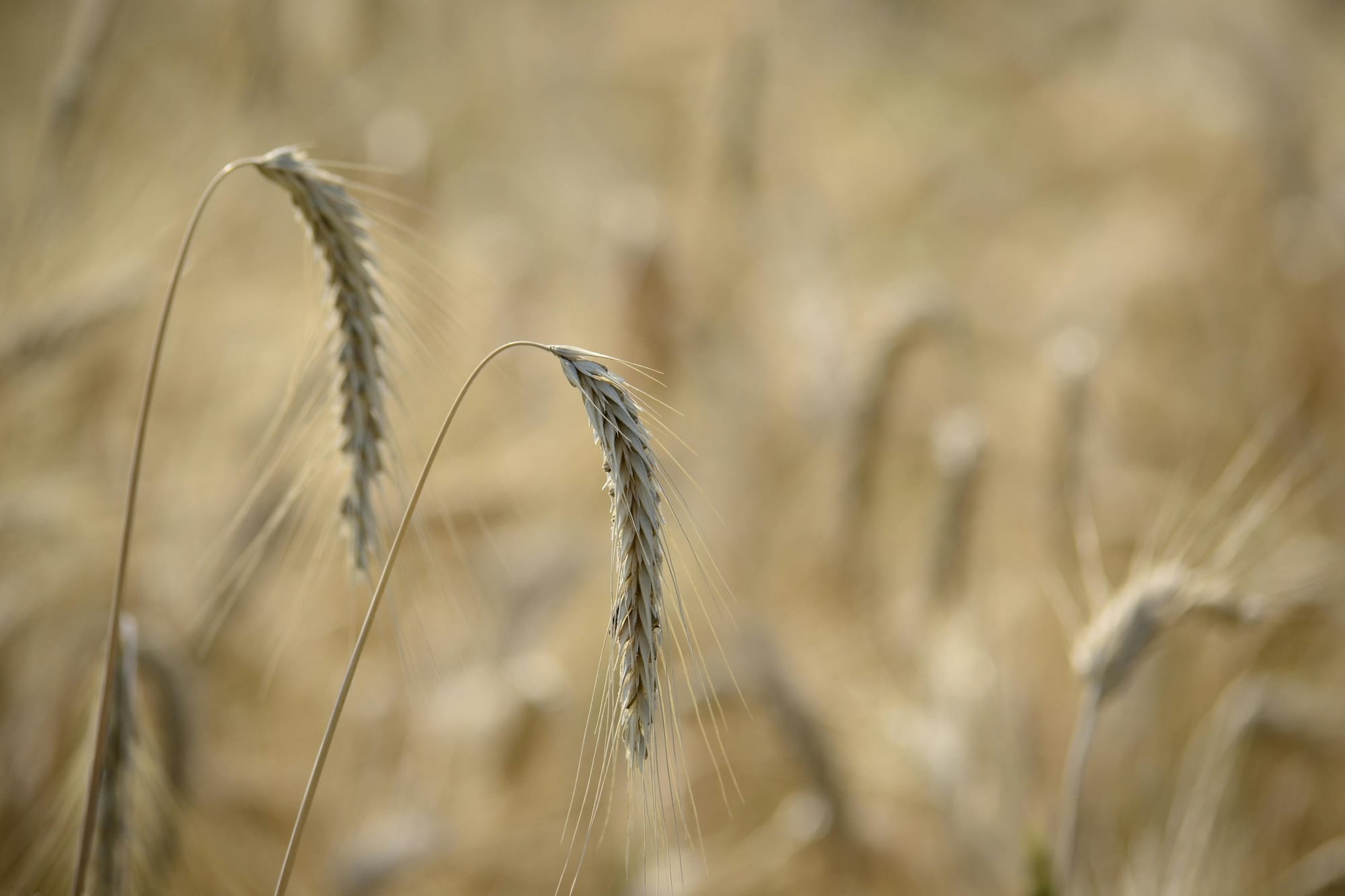 Grain producers facing ‘triple whammy’