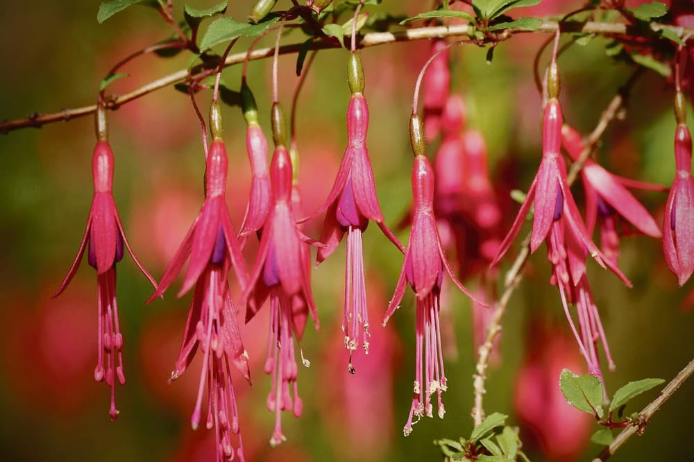 July in the Garden... post image