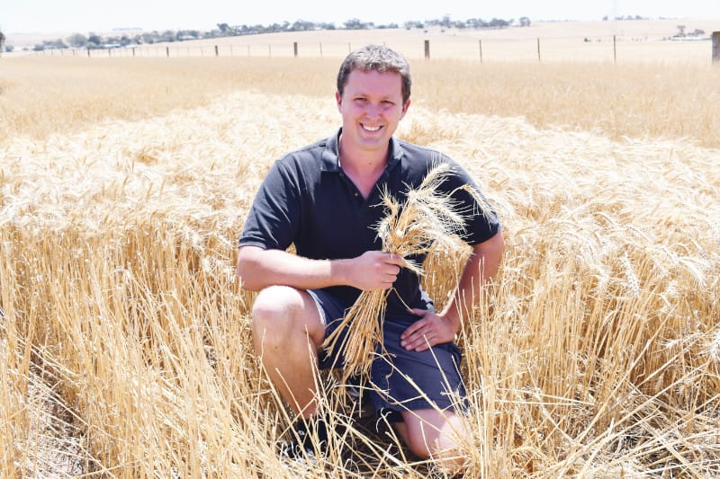 Call for ban on GM crops to be lifted post image